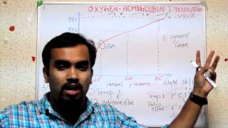 OXYGEN HEMOGLOBIN DISSOCIATION CURVE part 7 [upl. by Seumas]