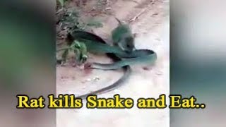 Hungry RAT kills and eats SNAKE in shocking video of China [upl. by Stanfield604]