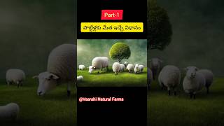 Part1 పొట్టేళ్ల కు మేత ఇచ్చే విధానం How to give sheep feeding sheepfarmer sheep sheepfarming [upl. by Doscher201]