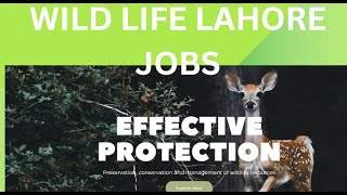 WILD LIFE LAHORE JOBS MAY 2024 GOVERNMENT JOBS governmentjobs jobsearch [upl. by Yerxa]