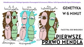 Pierwsze Prawo Mendla  Krzyżówka Mendla  Genetyka  Darmowe Korepetycje z Biologii [upl. by Kalagher93]