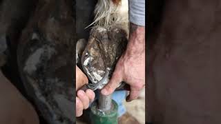 Satisfying Hoof Restoration shorts farrier satisfying asmr [upl. by Eniowtna]