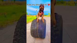 😍😍Smart malinois💯🐕🇺🇸malinois becgiegermanshepherd doglove pets dog dogtraining [upl. by Abram]