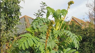 Melianthus major the Giant Honey Flower aka Honeybush how to grow it in the UK and USDA zone 8 [upl. by Madelon]