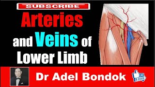 Arteries and Veins of the Lower Limb Dr Adel Bondok [upl. by Fechter658]