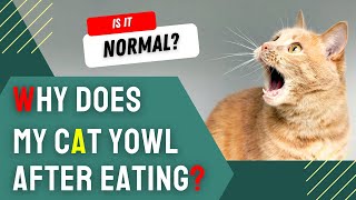 Why Does My Cat Yowl After Eating [upl. by Ned]