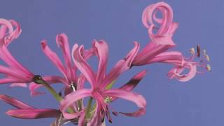 Nerine bowdenii flowers opening time lapse [upl. by Anjali686]