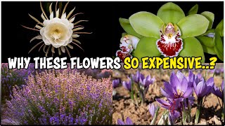 Most Expensive Flowers in the World [upl. by Aiciles]