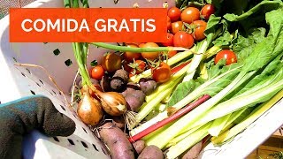 VLOG 🌱 Cómo COSECHAR HORTALIZAS en CASA Comida Gratis Tu propio Huerto Urbano [upl. by Yanel]