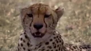 Cheetahs and Snakes Hunt in the African Wild  BBC Studios [upl. by Alahcim633]