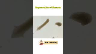 REGENERATION OF PLANARIA planaria biology science sciencefacts scienceexperiment shorts [upl. by Hayyifas]