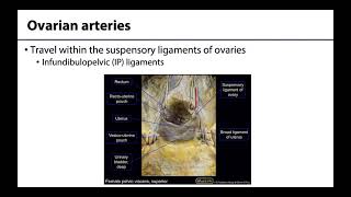 Gonadal Arteries  Learning Objectives [upl. by Rehpotsirahc712]