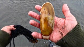 Oregon Coast Clamming For A Limit Of Delicious RAZOR CLAMS [upl. by Nerag]