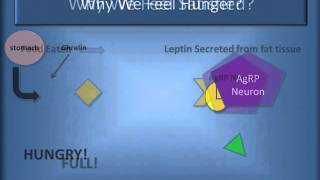 Agouti Gene Methylation Study in Mice [upl. by Edelstein810]