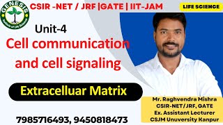 Extracellular matrix  Fibronectin  Laminins  Adhesive proteins  Cellular communication  L2 [upl. by Nesaj]