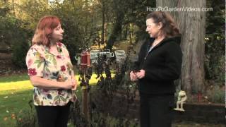 Heliotrope Growing Tips and Winter Care [upl. by Jedediah]