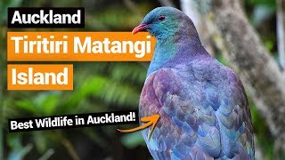 🐦 Tiritiri Matangi Island Bird Sanctuary in Auckland – New Zealands Biggest Gap Year [upl. by Ardith]