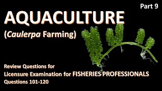 Part 9  Review Questions for Fisheries Licensure Exam  Caulerpa Farming  Questions 101 120 [upl. by Nareik53]