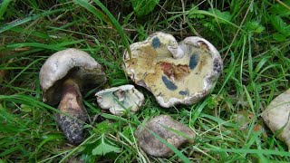 Boletus albidus Caloboletus radicans Identification [upl. by Mariya]