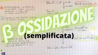 Beta Ossidazione spiegazione semplificata  guida biochimica [upl. by Lebisor]