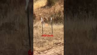 7mm PRC vs 7mm REM MAG at 600 yards [upl. by Tade]