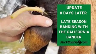 Late in the Season Banding with the California Bander UPDATE 8 Days Later [upl. by Leventis183]