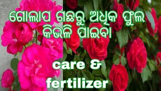 ଗୋଲାପ ଗଛର କିଛିଟା basic care amp best organic fertiliser । ବିନା ଖର୍ଚ୍ଚରେ ଘରୋଇ fertiliser । [upl. by Leikeze]