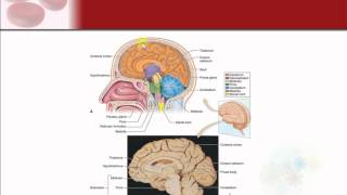 Chapter 9  The Nervous System [upl. by Giacobo]