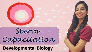 Capacitation of Sperm I Developmental Biology I Animal Reproduction [upl. by Crifasi]