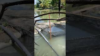 Fingerlings for fishpond 2 fish fishpond tilapia fish farmlife tinyfish [upl. by Puna]