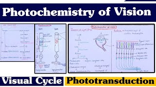 Photochemistry of Vision ll Visual Cycle ll Phototransduction ll Special Senses [upl. by Kletter]