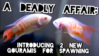 Body Language That Can Kill How to Get Gouramis amp Paradise Fish To Start Spawning [upl. by Nagey668]