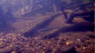 Rosefin Shiner in the Rivanna River near Charlottesville Virginia [upl. by Ramgad920]