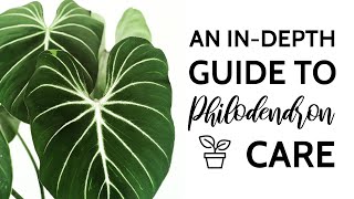 An InDepth Guide to Philodendron Care [upl. by Violette281]