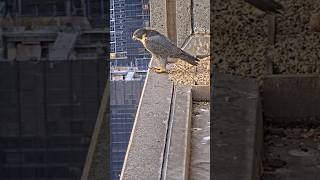 Falcon mom take break from egg duty falcon collinsfalcon falconcam birds shorts wildlife [upl. by Humberto]