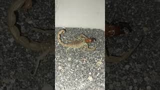 Hottentotta tamulus Indian Red Scorpion eat baby Blatta Lateralis [upl. by Hebrew]