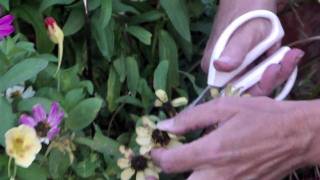 How to Deadhead Zinnias [upl. by Shugart379]