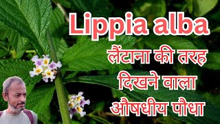 Lippia alba  Bushy Lippia  A plant like Lantana लैंटाना जैसा औषधीय पौधा जो आक्रांता नहीं है India [upl. by Shay]