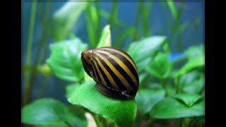 Neritina zebra 🐌 [upl. by Clay]