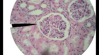 Histology for Beginners [upl. by Aizahs]