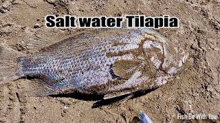 Salt Water Tilapia [upl. by Merwin]