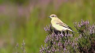 Female Wheatear in the Heather [upl. by Westney]