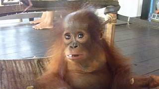 Baby orangutan Noel enjoys a little snack time [upl. by Hewe]