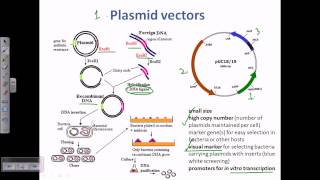 Plasmid as a cloning vector [upl. by Haeckel]