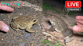 Funny frogs catching  Boing boing catching frogs make you laugh [upl. by Hapte]