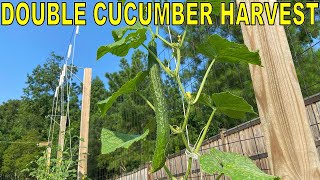 Scientific names of most common vegetables Cucurbitaceae family examples [upl. by Lemar]