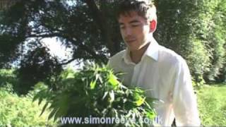 Marijuana growing wild by the roadside [upl. by Nowad]