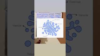 Golgi apparatus structure and function short viral video  india [upl. by Fiann518]