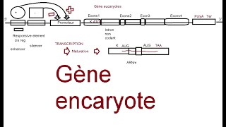 Gènes procaryotes et eucaryotes  les points communs et différences [upl. by Idnic]