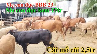 0210  Cập đực 17 5 tr Mẹ con đực BBB đẹp 23tr  Trại Bò Thành Trung [upl. by Notsrik]